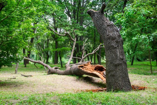 Best Firewood Processing and Delivery  in Estell Manor, NJ